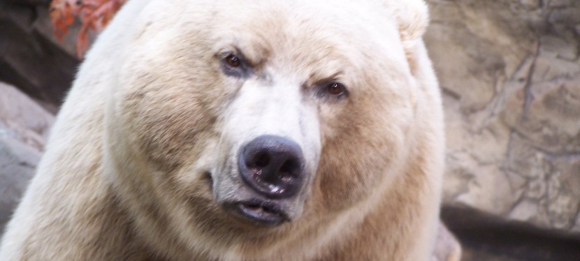 Cabela’s with the kiddos: Taxidermy, Pink in a sea of Camouflage, & Camping&nbsp;Chic