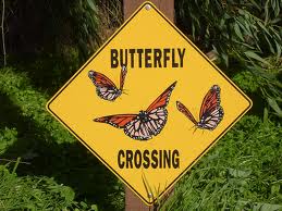 Flutter Your Worries Away at The Butterfly House