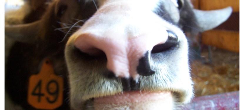 Domino’s Petting Farm and J & G’s&nbsp;Pizza