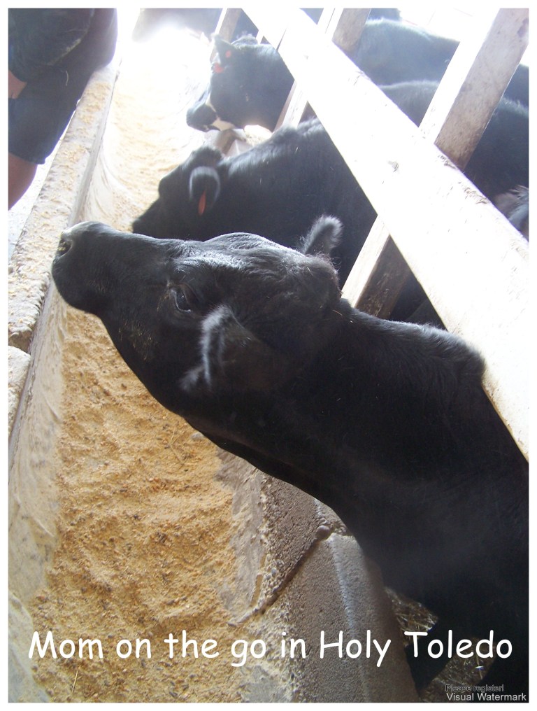 gust_fisherprice 055