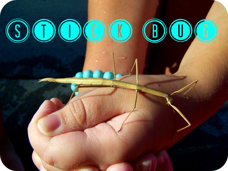 swingset_stickbug 008