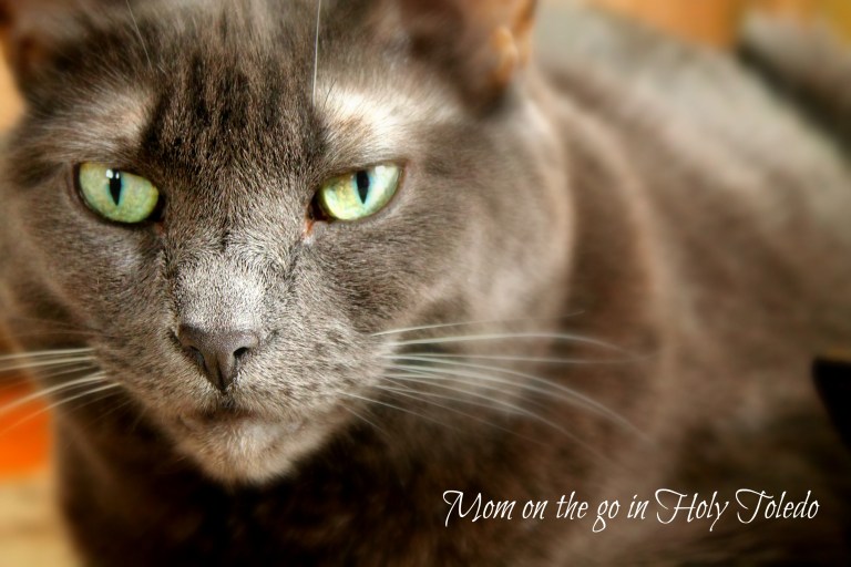 grandpabday_pets 041