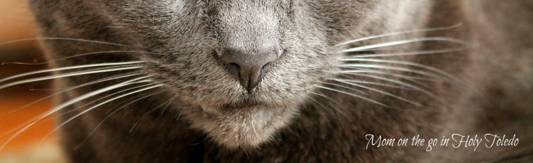 grandpabday_pets 042