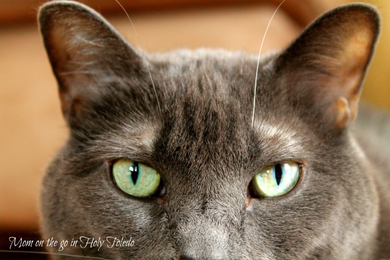 grandpabday_pets 044