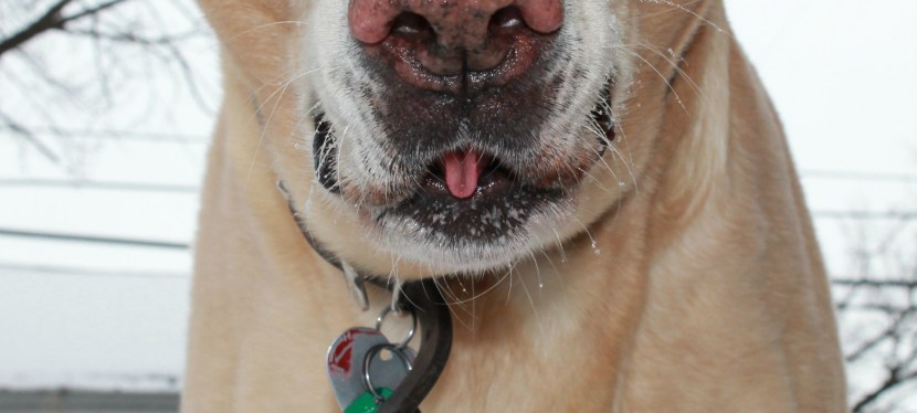 Kids, Pets, & Life Lessons