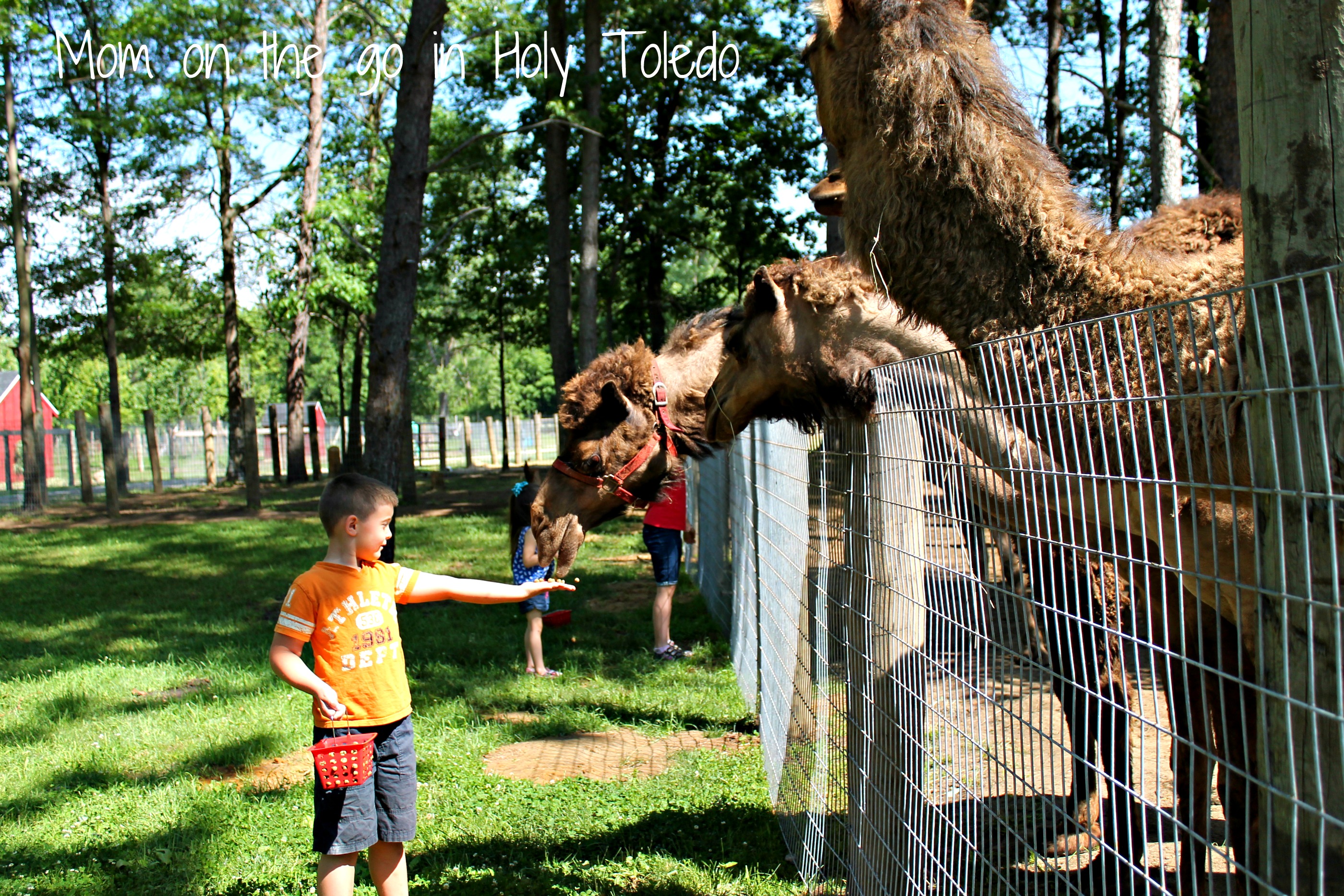 petting zoo 040