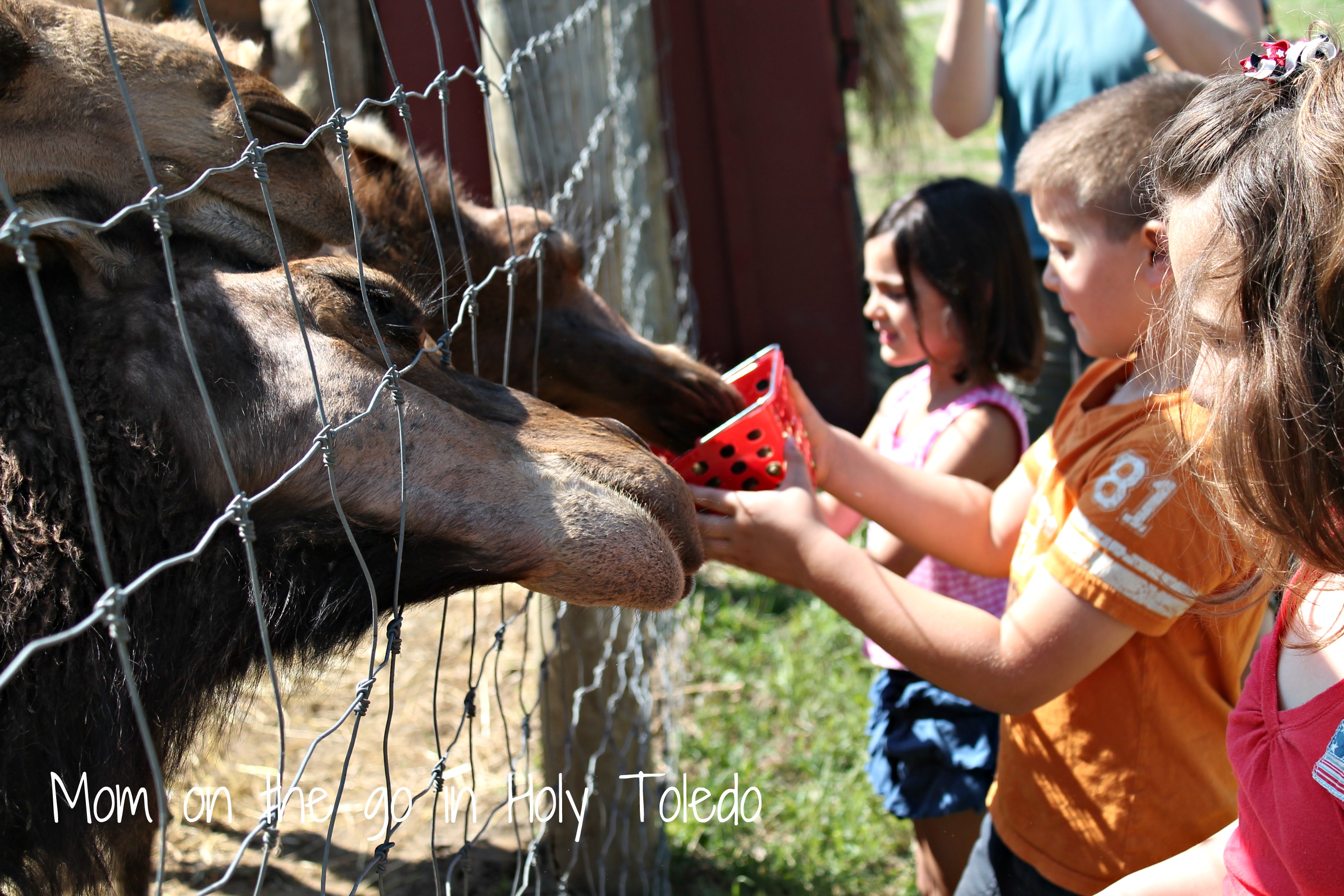 petting zoo 067