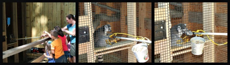 Ribbet collagepetzoo