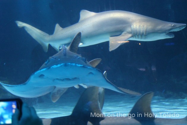 castle_aquariumnewport 123