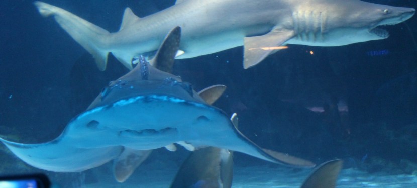 Petting Sharks in Kentucky!?!