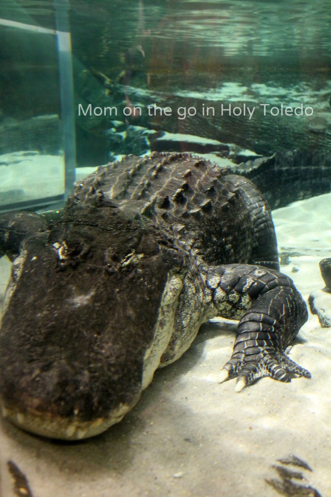 castle_aquariumnewport 161