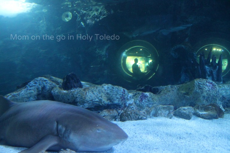 castle_aquariumnewport 169