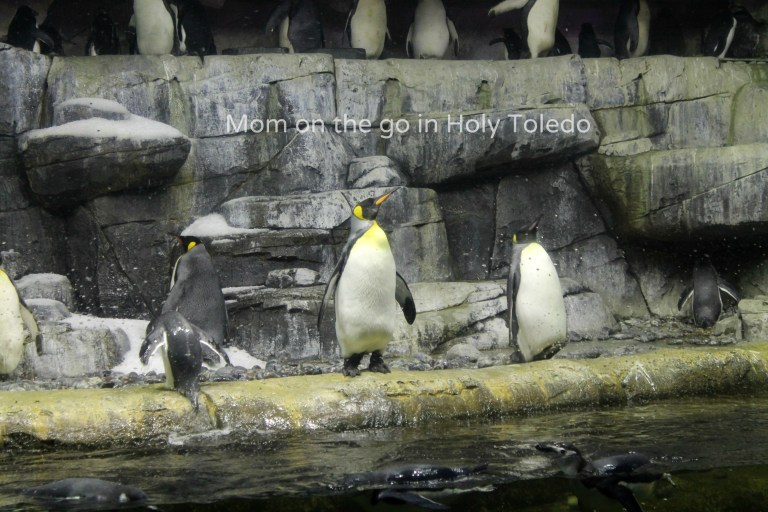 castle_aquariumnewport 179