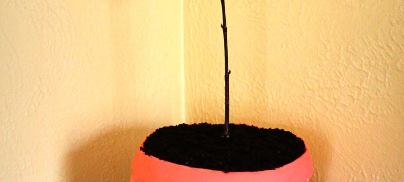 Flowerpot & dirt or Cake?