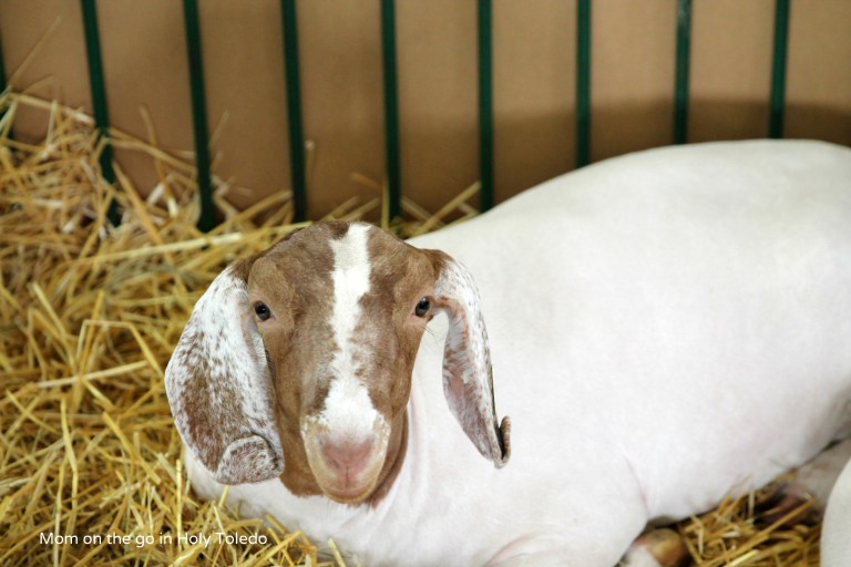 fultoncountyfair 059BLOG