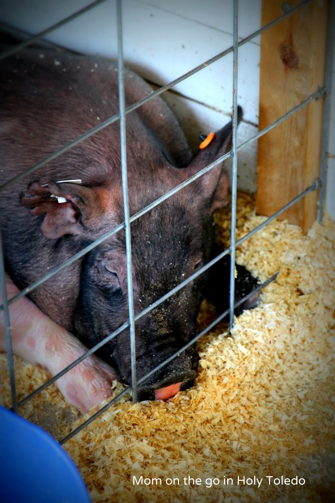 fultoncountyfair 073BLOG