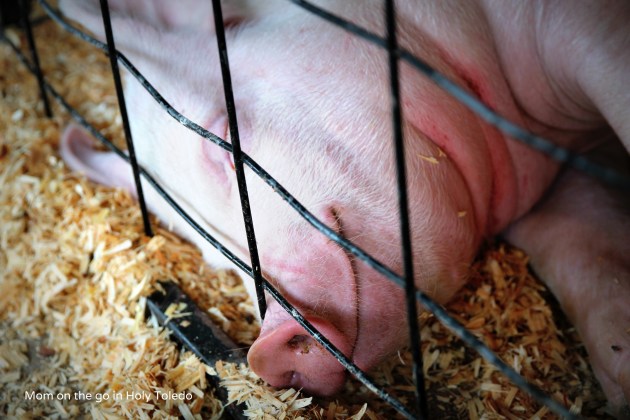 fultoncountyfair 075BLOG