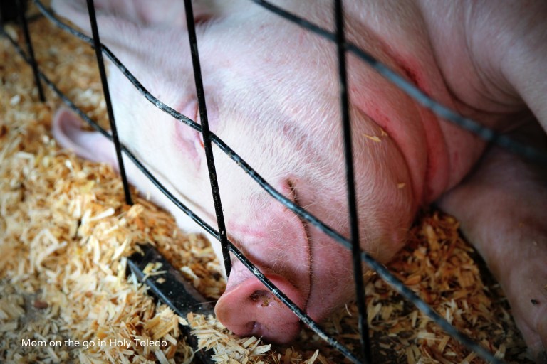 fultoncountyfair 075BLOG