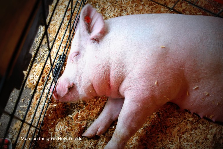fultoncountyfair 077BLOG