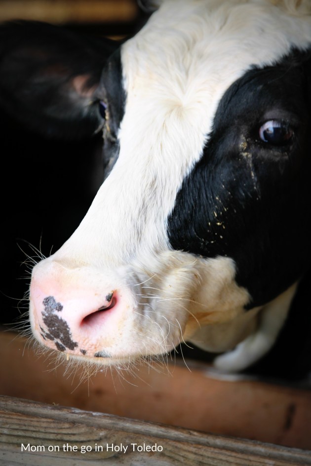 GUSTBROmeals_gustbrothers 088