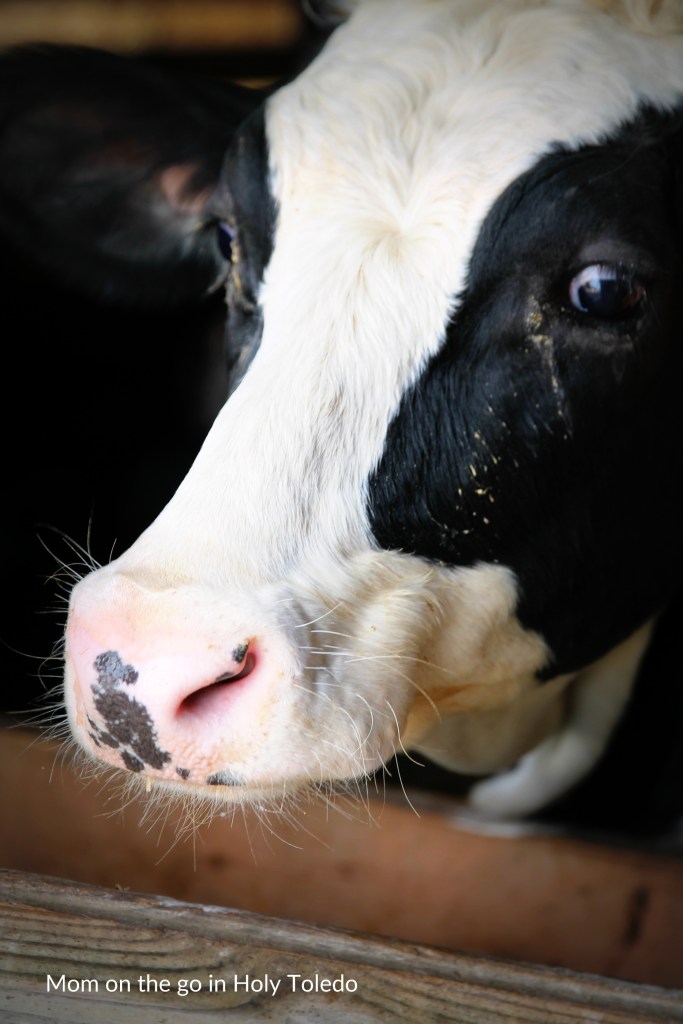 GUSTBROmeals_gustbrothers 088