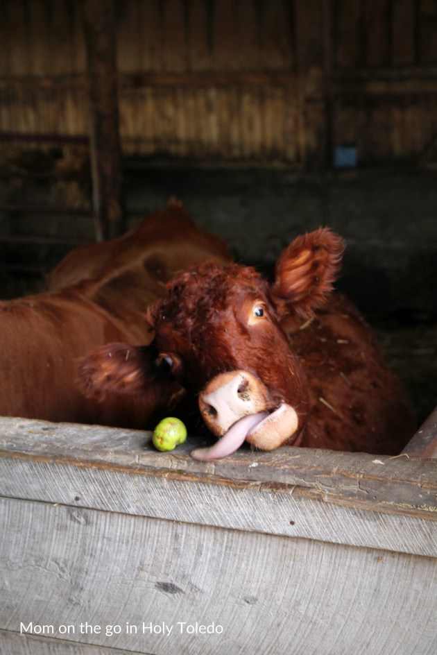 GUSTBROmeals_gustbrothers 100