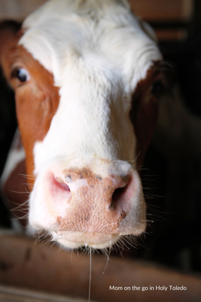 GUSTBROmeals_gustbrothers 101