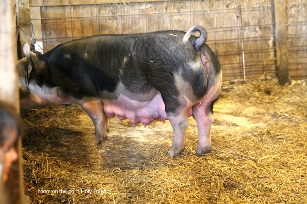 GUSTBROmeals_gustbrothers 103