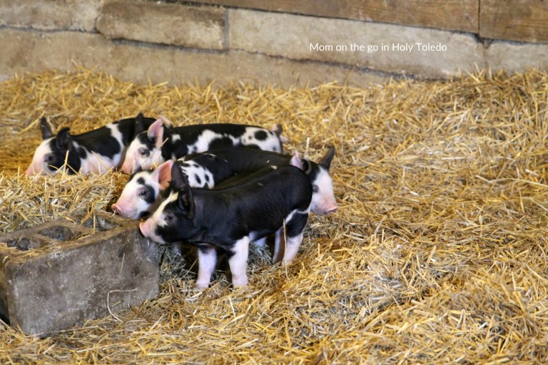 GUSTBROmeals_gustbrothers 110