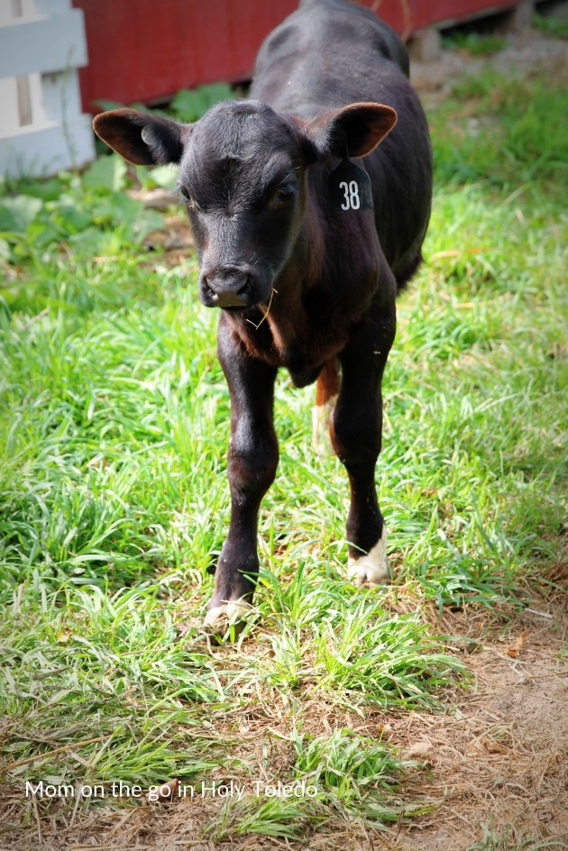 GUSTBROmeals_gustbrothers 172