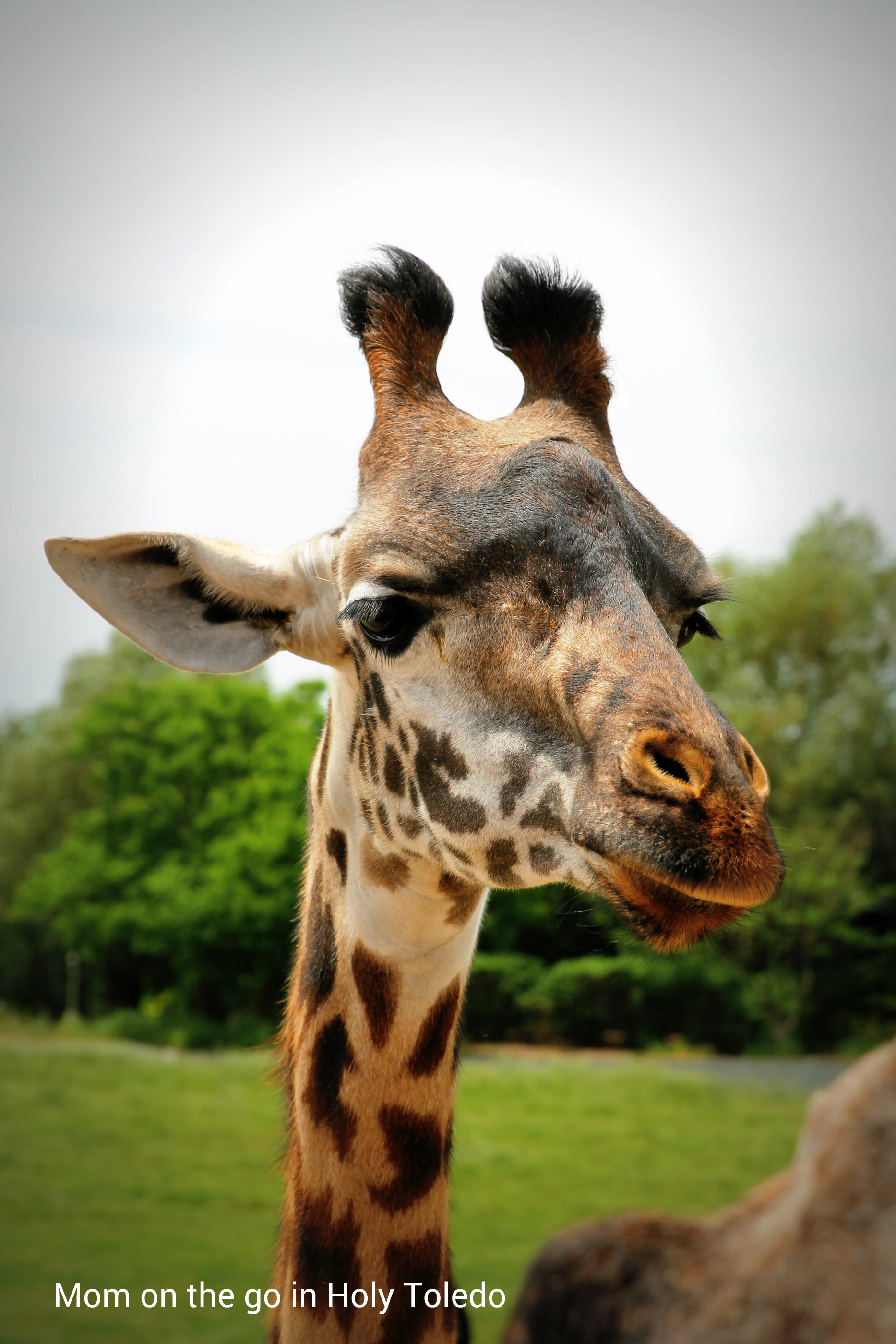 memorial_africazoo2016 136