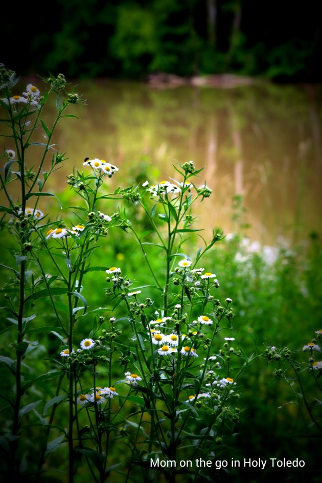 nanna_farnsworth 114