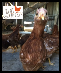 rentthechicken3