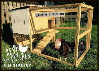 rentthechicken4