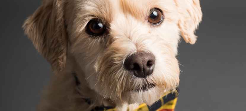 At-Home Pet Grooming Tips to Keep Your Furry Friend Looking Their Best