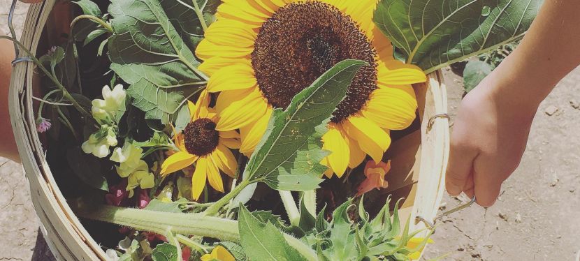 Why Flowers Are The Best Gifts