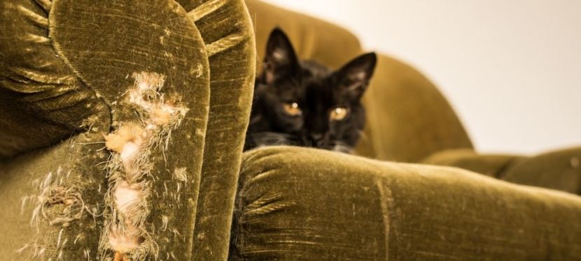 Most Common Reasons Why Furniture Damage Happens