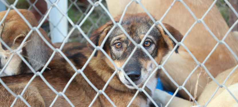 Top Considerations for Getting a Shelter Dog