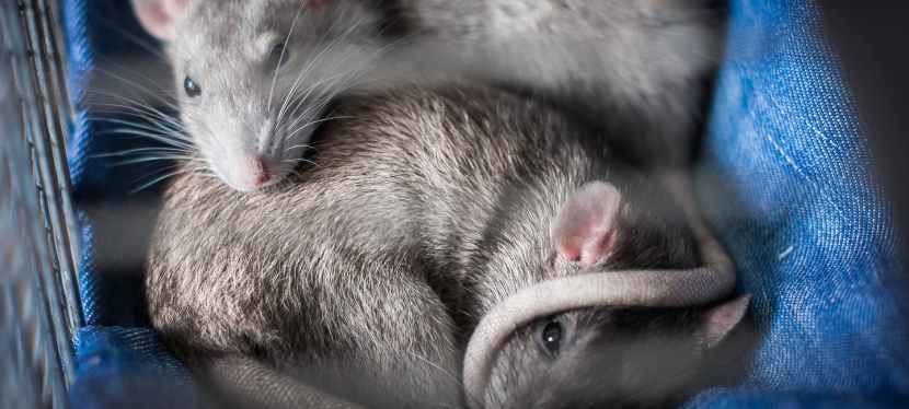 The Most Common Problems Inside Your&nbsp;Attic