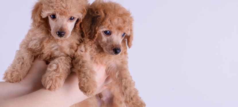 Reasons Why You Should Enroll Your Dog in Training