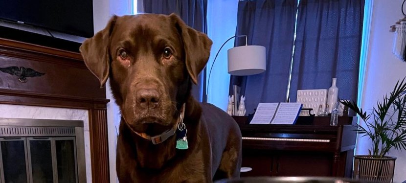 Critical Reasons To Consult Your Veterinarian