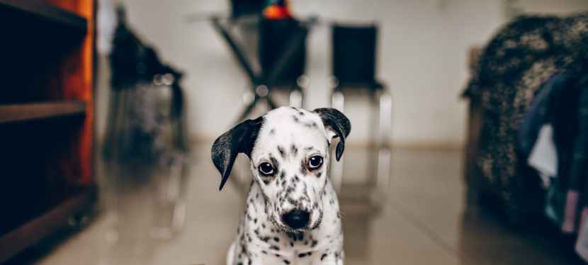 How to Stop Your Dog From Barking With 3 Simple&nbsp;Exercises