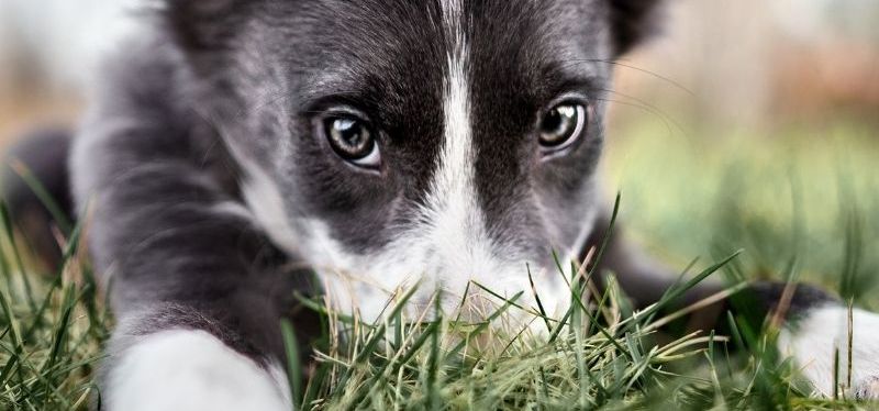 Family Discussions To Have Before Adopting a Puppy