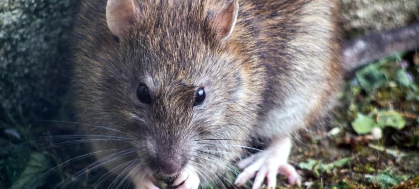 What to Do When Pests Invade Your Property