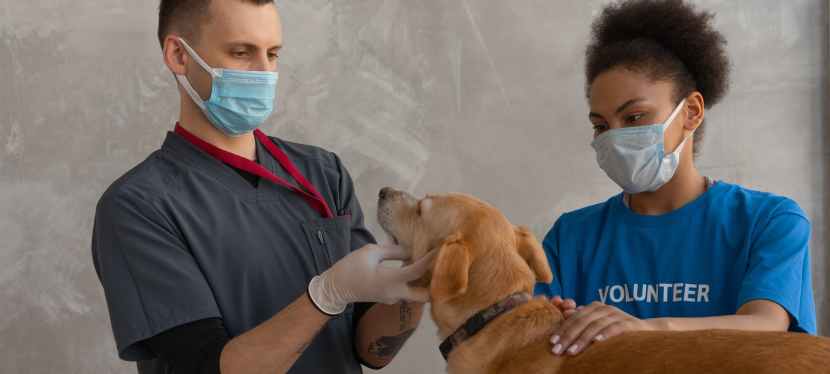 7 Things That Show You It’s Time To Take Your Pet To The Vet