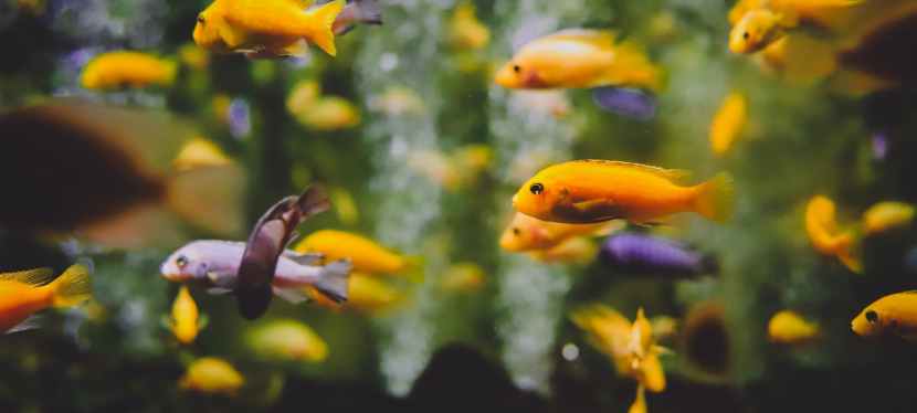 These 6 Tips Will Help You Keep Your Aquarium Spotless