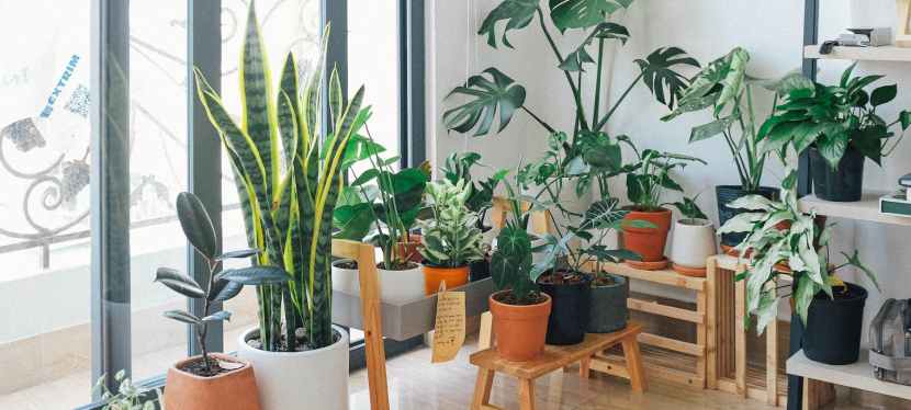 Plants That Can Improve the Air Quality in Your&nbsp;Home