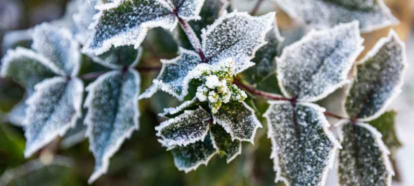Best Tips for Maintaining a Garden in the&nbsp;Winter