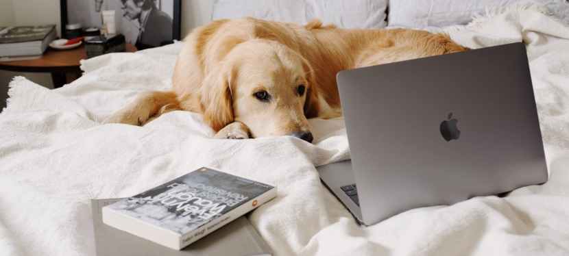 5 Tips for Taking Great Pictures of Your Pets