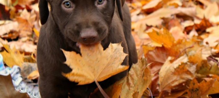 Why I Kept My Dog With Special Needs